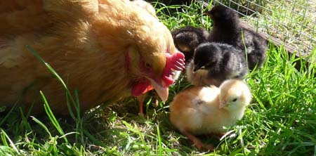 Fishers Mobile Farm - hen & chicks